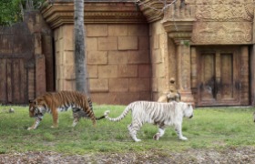 les tigres majestueux !